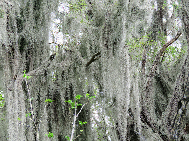 Day 8, Spanish Moss, Santa Ana NWR