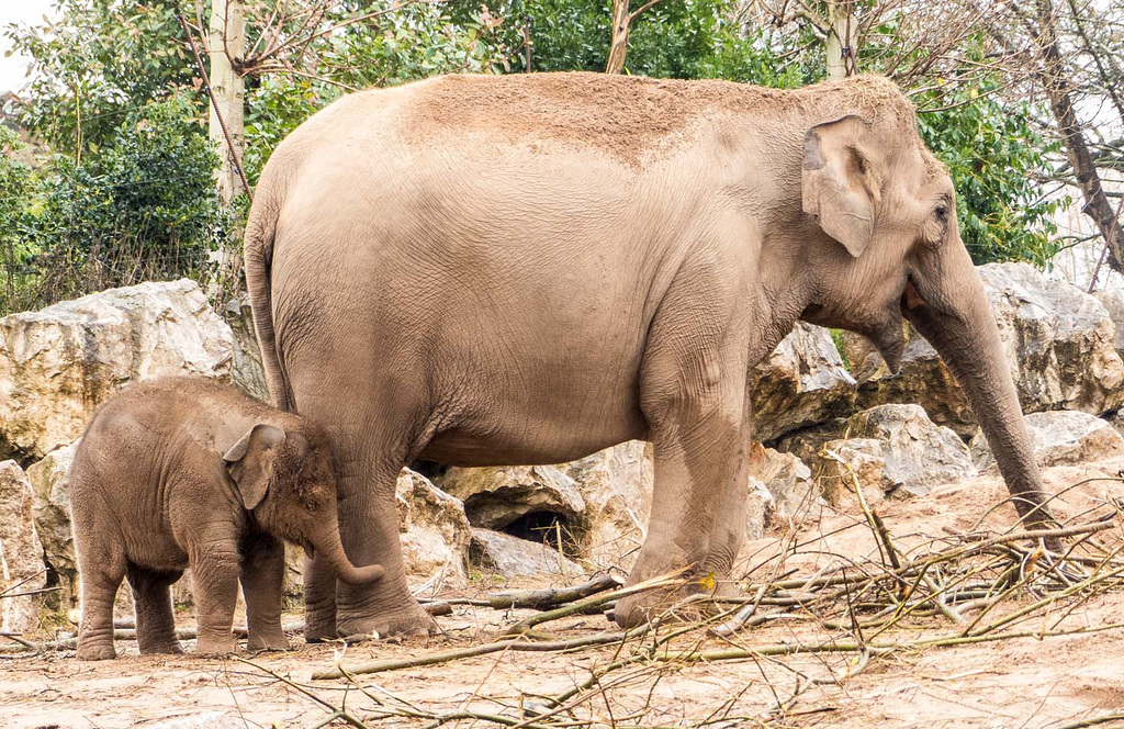 Elephant and baby