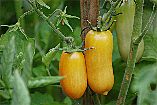 Tomatoes -- Home garden
