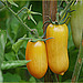 Tomatoes -- Home garden