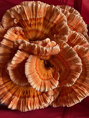 mushroom 2