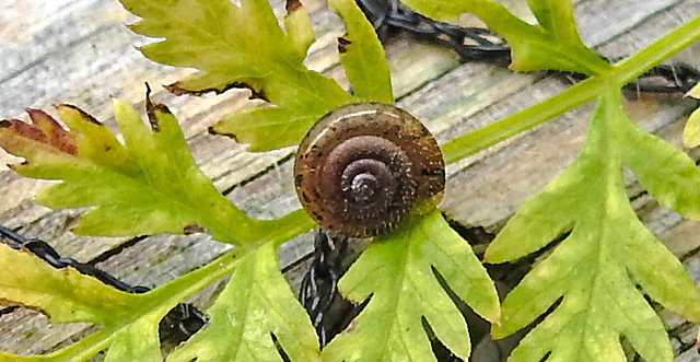 20210929 2997CPw [D~LIP] Wiesenkerbel, Gemeine Haarschnecke (Trochulus hispidus), Bad Salzuflen