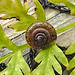20210929 2997CPw [D~LIP] Wiesenkerbel, Gemeine Haarschnecke (Trochulus hispidus), Bad Salzuflen