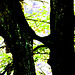 Wald, Benneckenstein