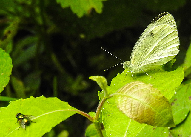 20230716 2117CPw [D~LIP] Kleiner Kohlweißling (Pieris rapae), Goldfliege (Lucilia agg), Bad Salzuflen