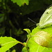 20230716 2117CPw [D~LIP] Kleiner Kohlweißling (Pieris rapae), Goldfliege (Lucilia agg), Bad Salzuflen