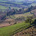 Cown Edge tree