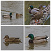 Mallards