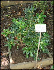 Pittosporum tobira