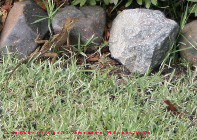 Ground Lizard Agama, Fan-throated lizard (Sitana ponticeriana from the Agaminae). Opposites - Small