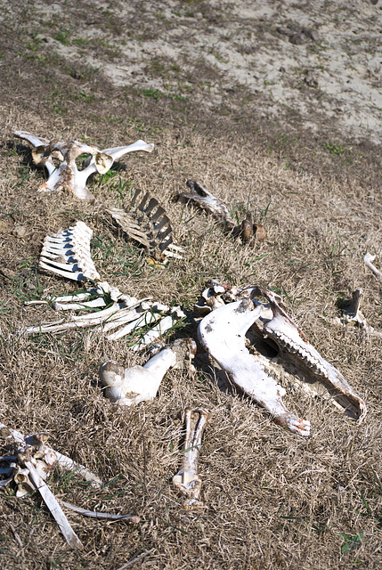 Die Knochen der irgendwelchen Tiere in Jermakiw-Insel