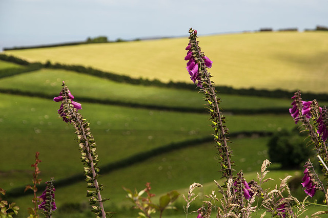 Summer in Somerset