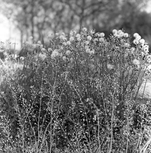 Spring weeds