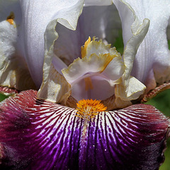 Iris 'Filigrane'