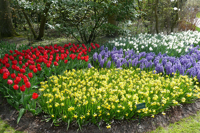 Flowers In Keukenhof