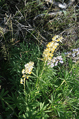 Yellow & lavender lupine