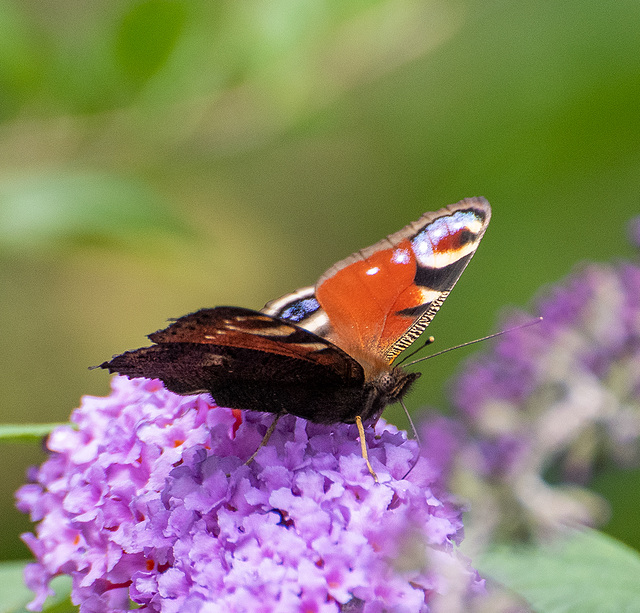 Peacock butterfly