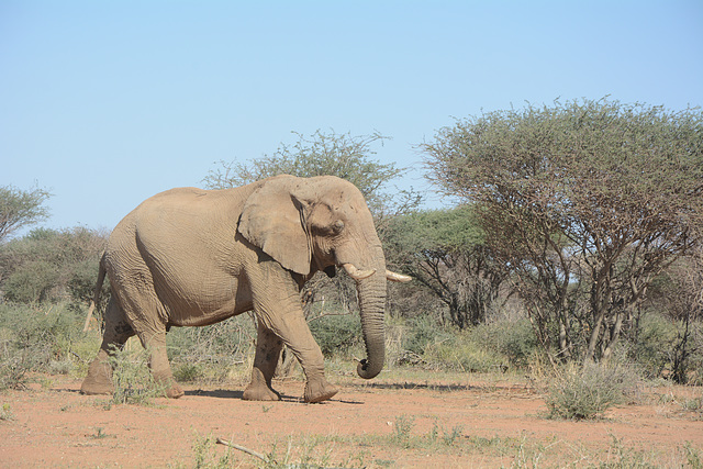 Namibia, Elephant en route