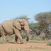 Namibia, Elephant en route