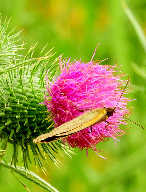 Thistle friend