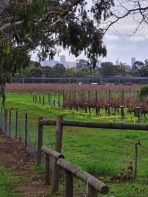 City skyline from the Waite Institute