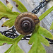 20210929 2998CPw [D~LIP] Wiesenkerbel, Gemeine Haarschnecke (Trochulus hispidus), Bad Salzuflen