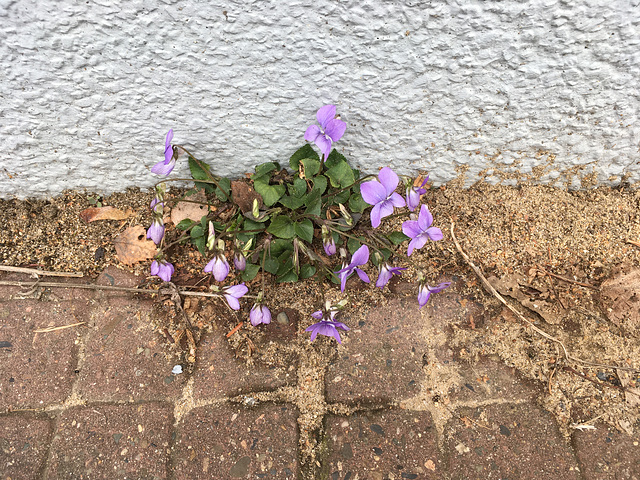 Mauerblümchen