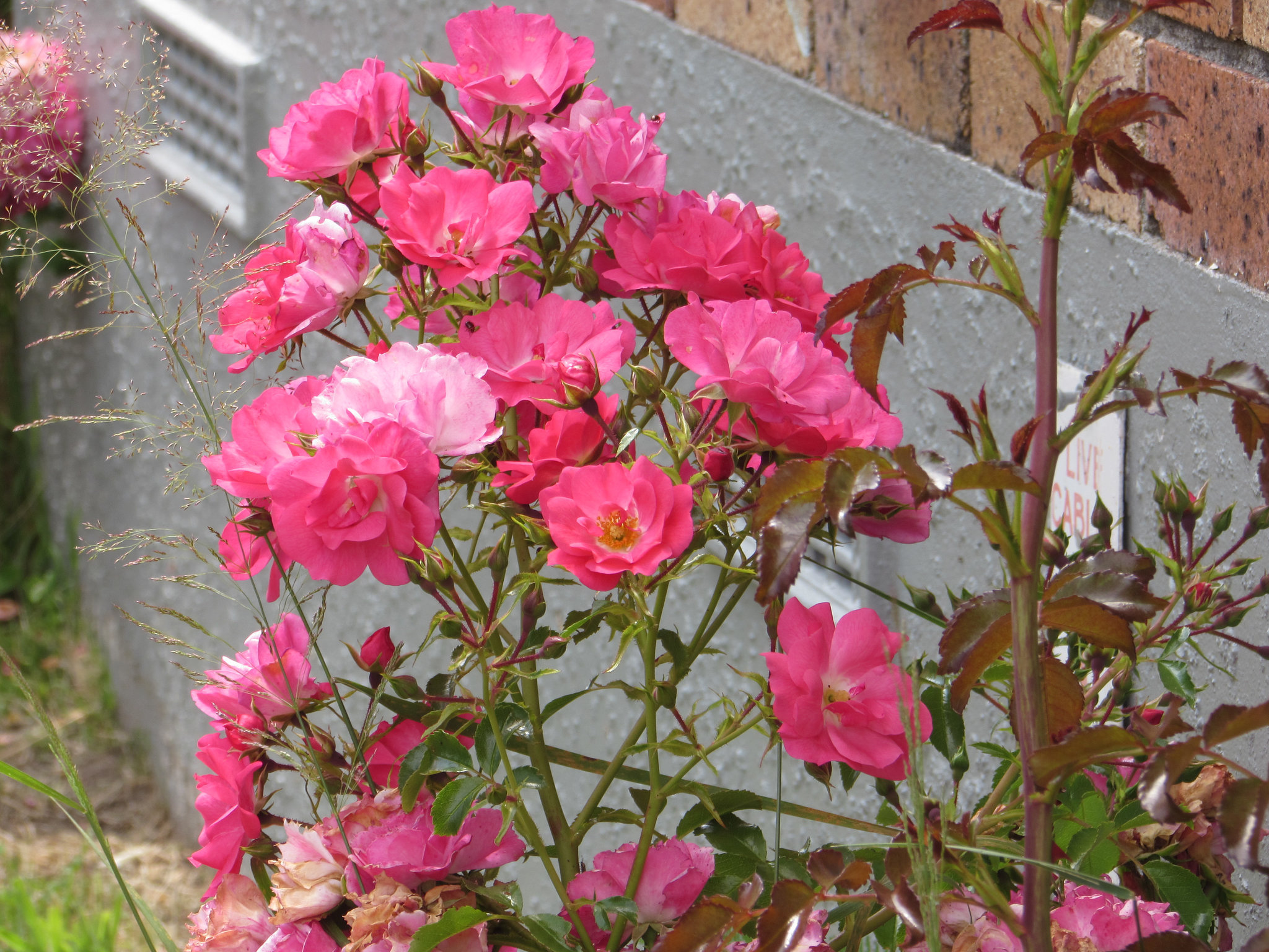 Rose Bush