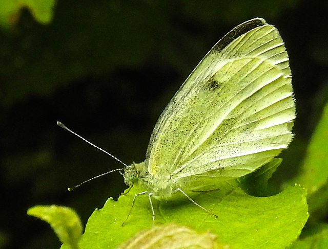 20230716 2123CPw [D~LIP] Kleiner Kohlweißling (Pieris rapae), Bad Salzuflen