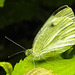 20230716 2123CPw [D~LIP] Kleiner Kohlweißling (Pieris rapae), Bad Salzuflen