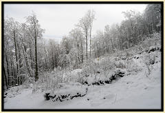 Erdrutsch eines Wald und Forstweg