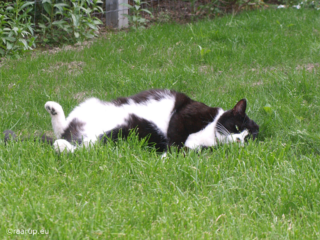 Snow White rolling on the lawn