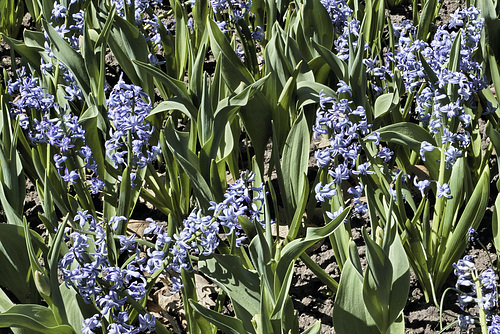 Lavender Hyacinth, Take #2 – Canadian Tulip Festival, Dow’s Lake, Ottawa, Ontario, Canada