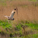 Short eared owl