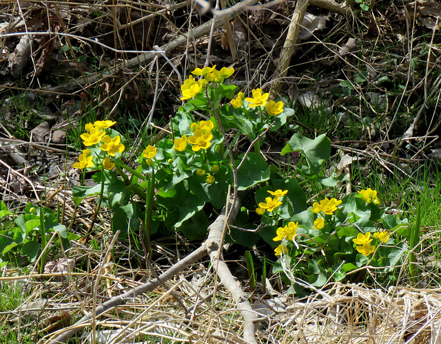 Finally, Spring is showing the first colors.