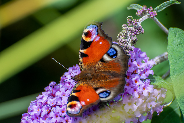 Peacock butterfly