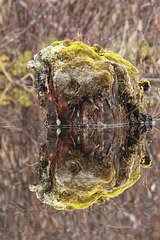 Marsh reflection