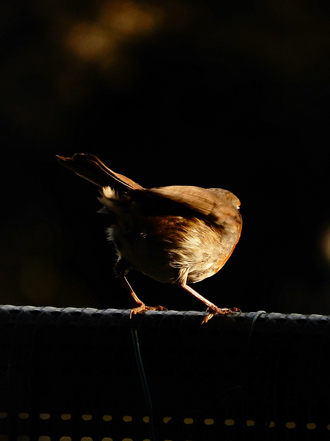 un jeune rouge gorge