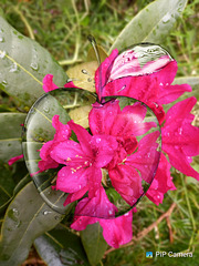 Rhododendron avec Pipcaméra
