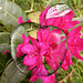 Rhododendron avec Pipcaméra
