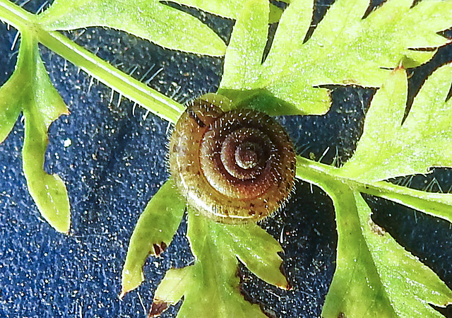 20210929 2999CPw [D~LIP] Wiesenkerbel, Gemeine Haarschnecke (Trochulus hispidus), Bad Salzuflen