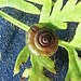 20210929 2999CPw [D~LIP] Wiesenkerbel, Gemeine Haarschnecke (Trochulus hispidus), Bad Salzuflen