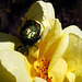 Yellow rose with green rose chafer (Cetonia aurata).