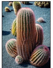 Cactus