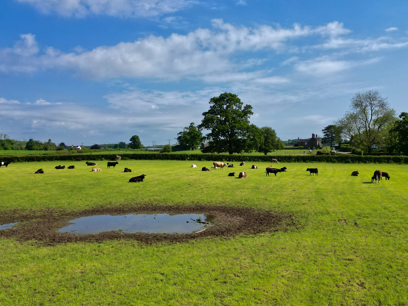 Cows out on the field