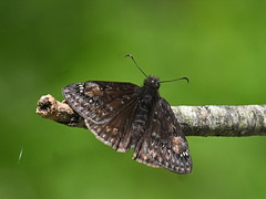 Duskywing MG 20240601 145845