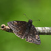 Duskywing MG 20240601 145845