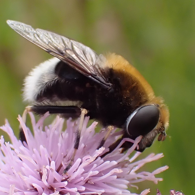 Hummel-Keilfleckschwebfliege