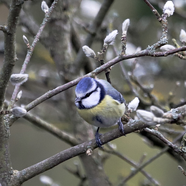 Mésange bleue du jardin