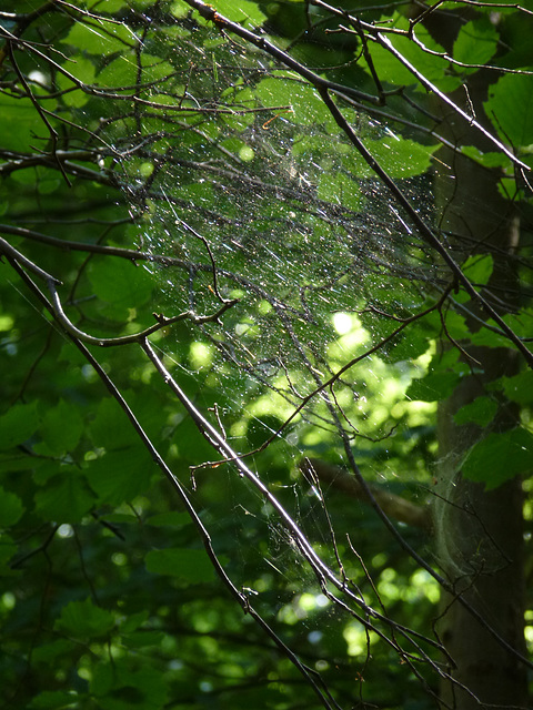 20150710 -15 Rando Spéléo St Pierre de Chartreuse (202)